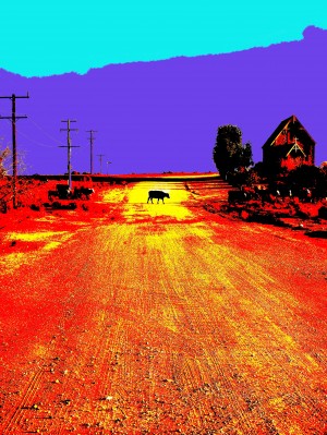Cows Crossing - Outback Australia